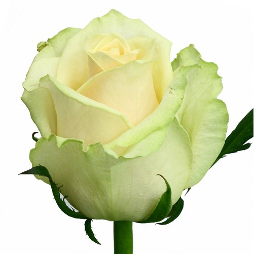 Высокие розы Мондиаль 70 см