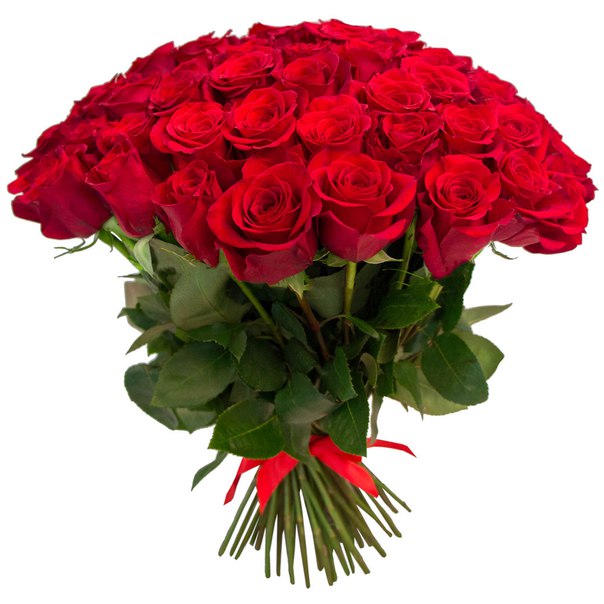 Красные розы высотой 50 см
